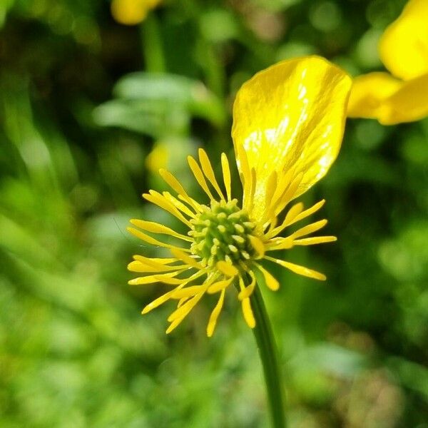 Ranunculus macrophyllus Cvet