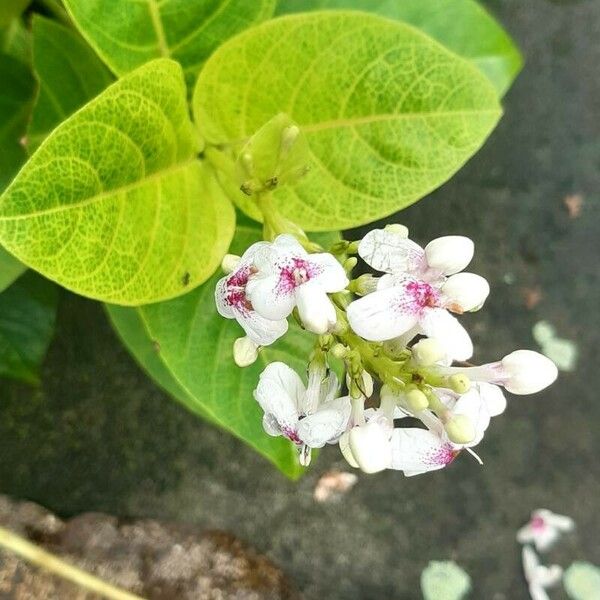 Pseuderanthemum carruthersii List