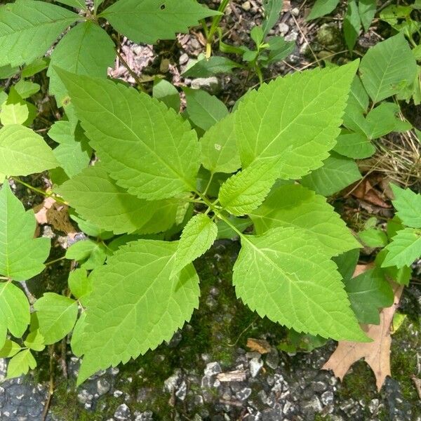 Phryma leptostachya Leaf