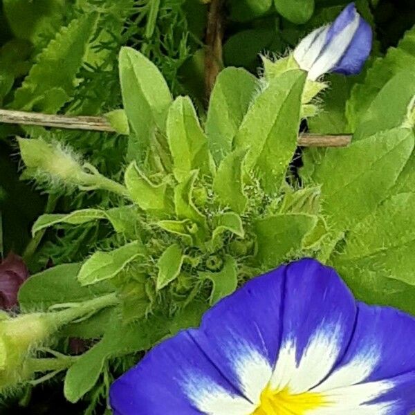 Convolvulus tricolor പുഷ്പം