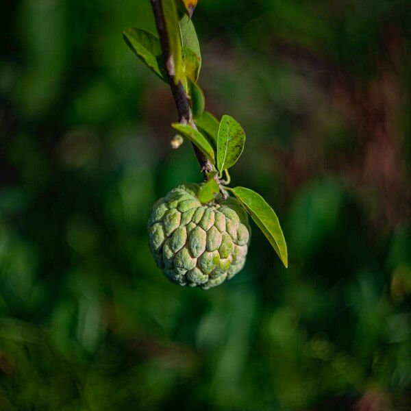 Annona squamosa Frugt