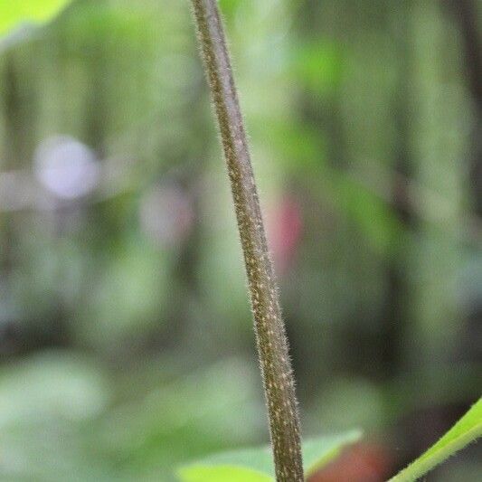 Antirhea borbonica Bark