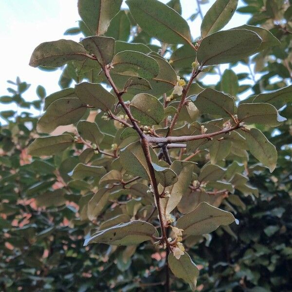 Elaeagnus macrophylla Hábito