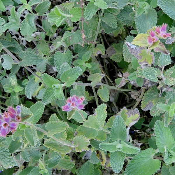 Nepeta cataria Hábito