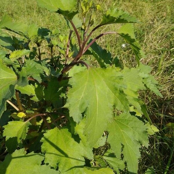 Xanthium strumarium Leaf