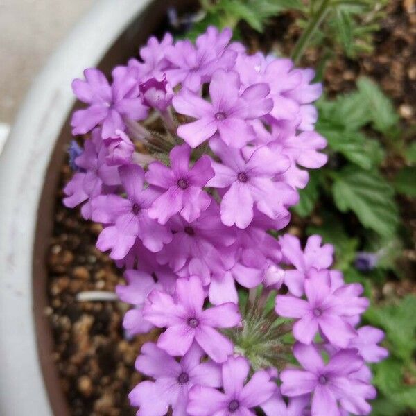 Verbena canadensis 花