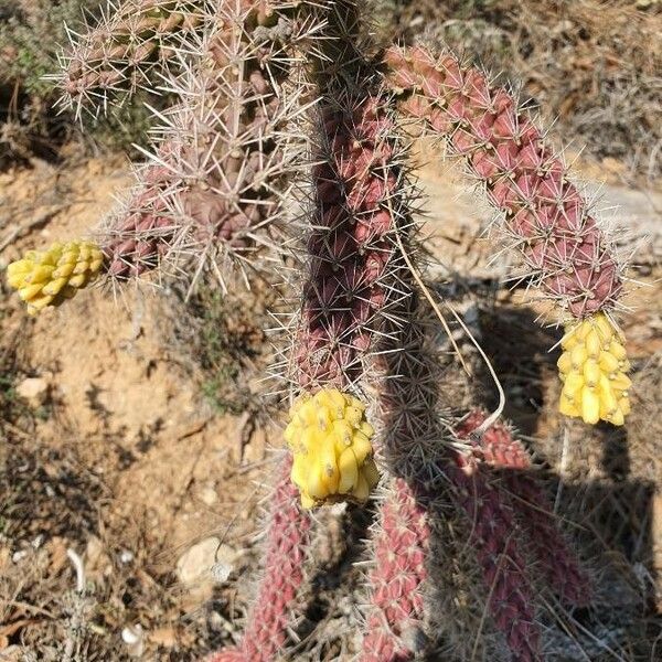 Cylindropuntia imbricata Λουλούδι