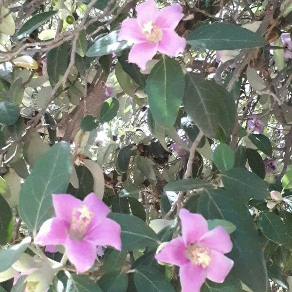 Lagunaria patersonia ফুল