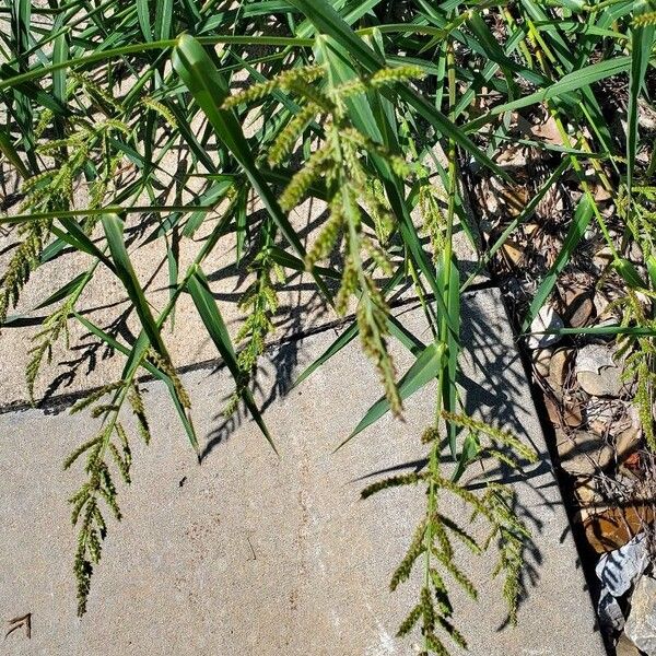 Echinochloa crus-galli Flor