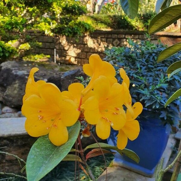 Rhododendron aurigeranum Blomma