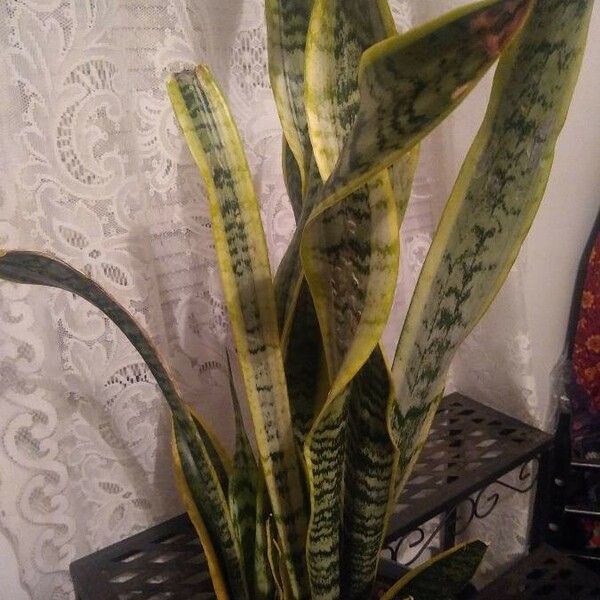 Sansevieria trifasciata Feuille