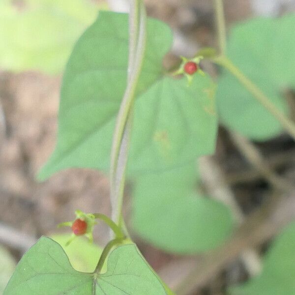 Ipomoea hederifolia кора