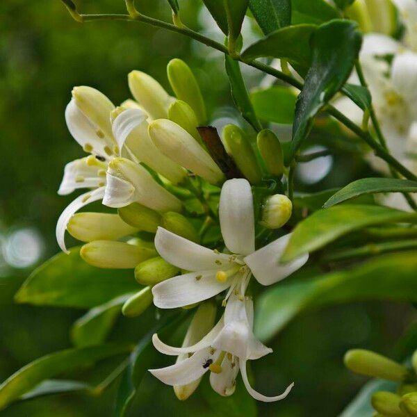 Murraya koenigii Blomma