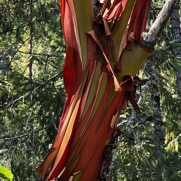 Arbutus menziesii Kora