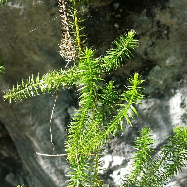 Lycopodium annotinum Hostoa