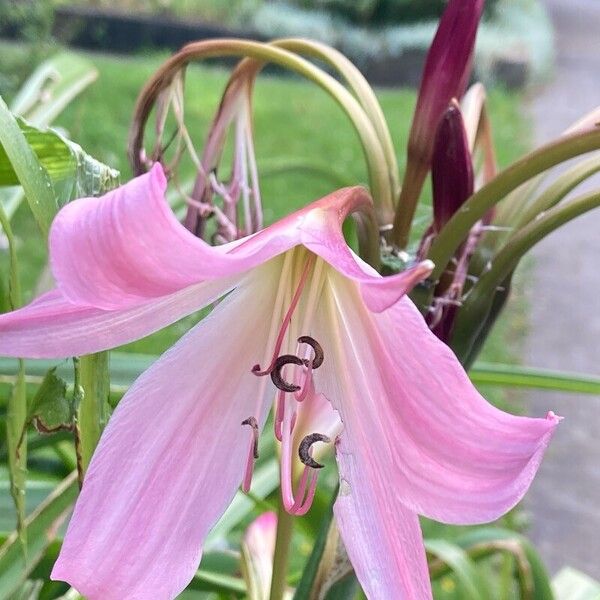 Crinum bulbispermum 花