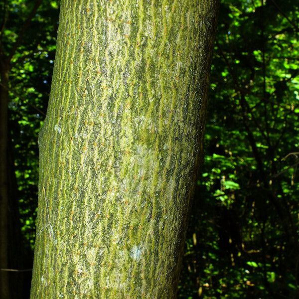 Quercus shumardii Bark