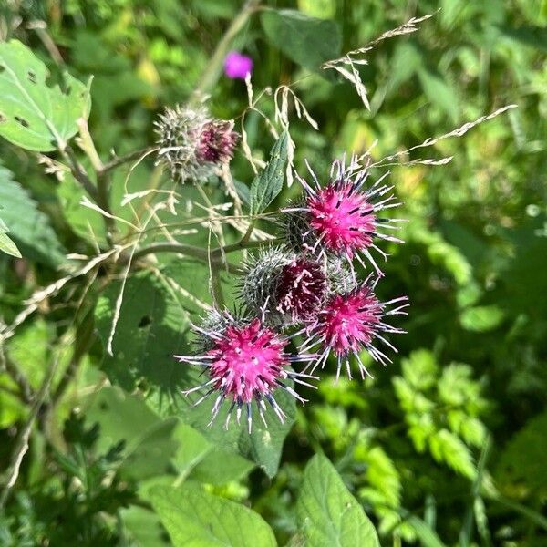 Arctium tomentosum फूल