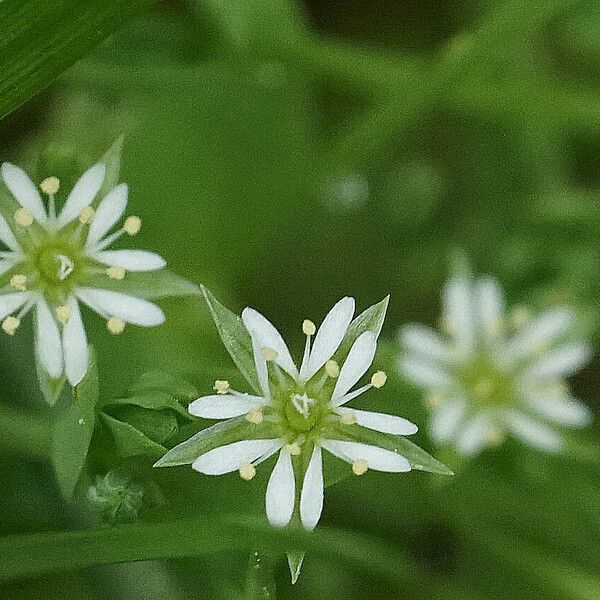 Stellaria alsine Flor