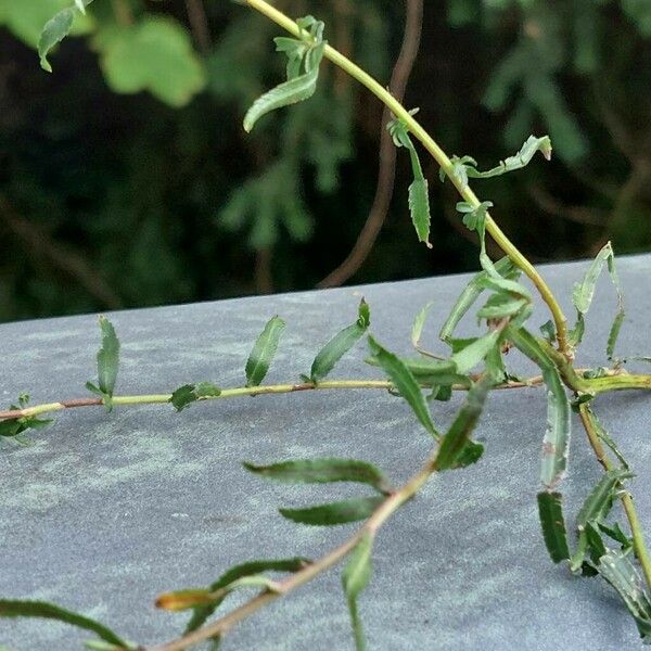 Achillea ptarmica Leaf