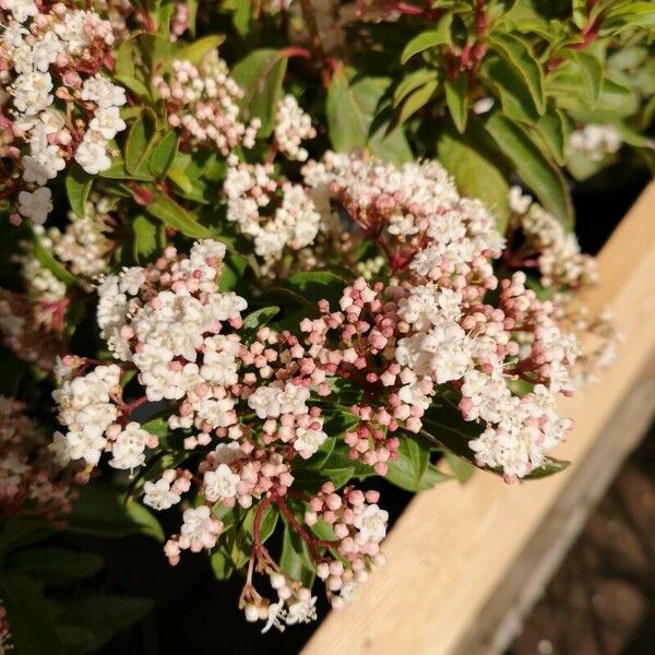 Viburnum tinus Кветка