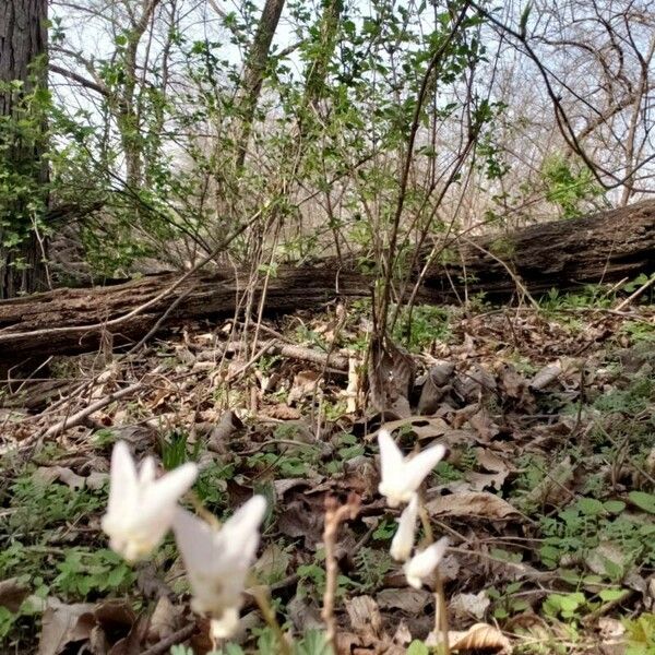 Dicentra cucullaria Flower