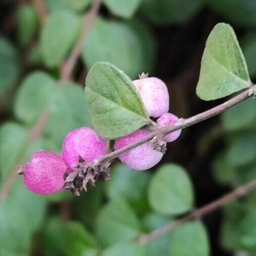 Symphoricarpos orbiculatus Φρούτο