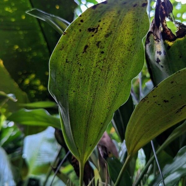 Stanhopea wardii Leaf