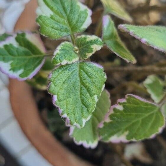 Plectranthus forsteri Hoja