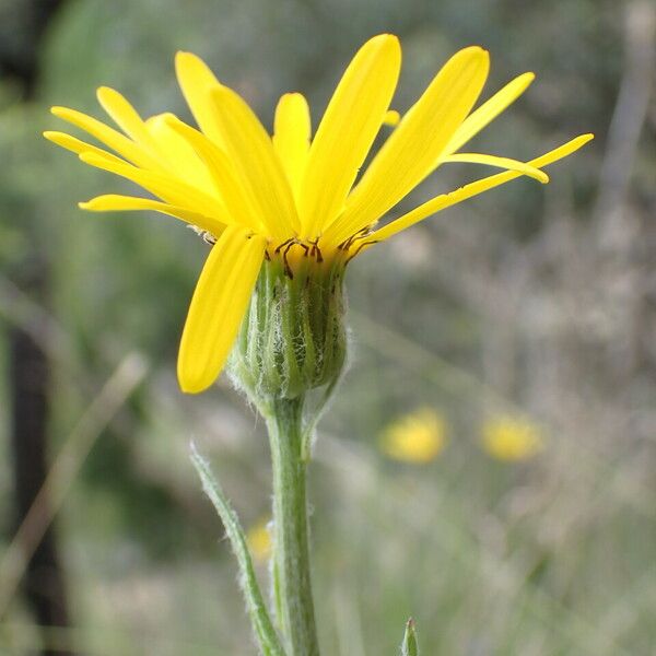 Senecio provincialis 花