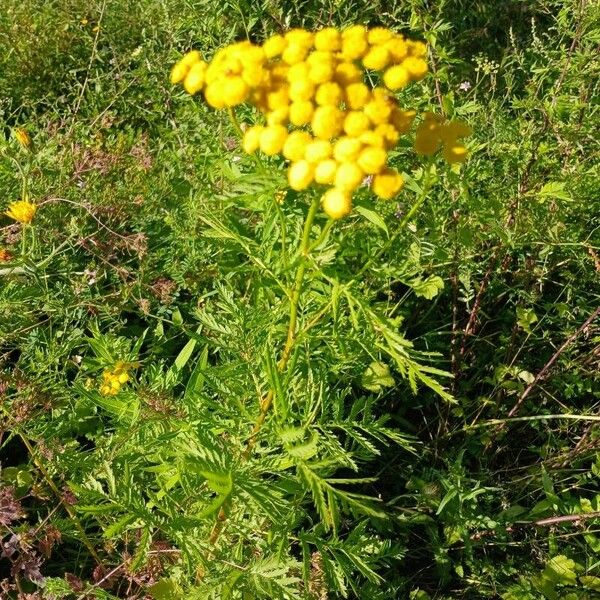 Tanacetum vulgare Habitus