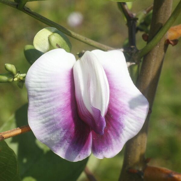 Centrosema plumieri Flor