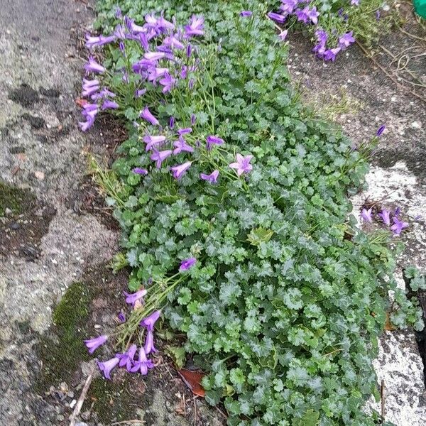 Campanula portenschlagiana आदत