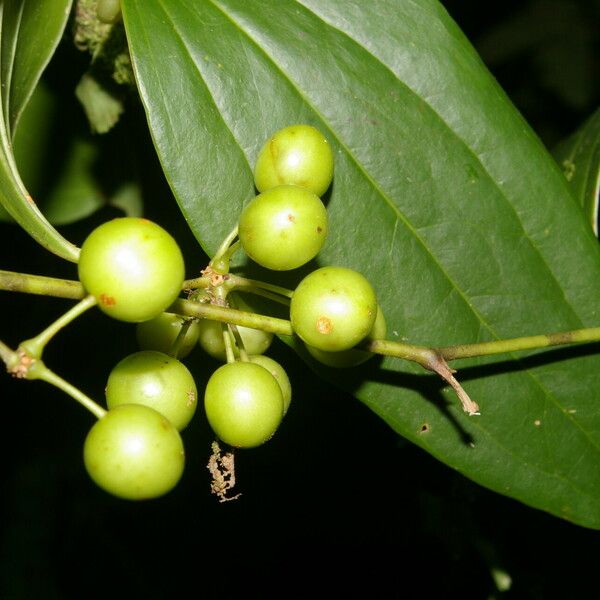 Smilax domingensis Frukt