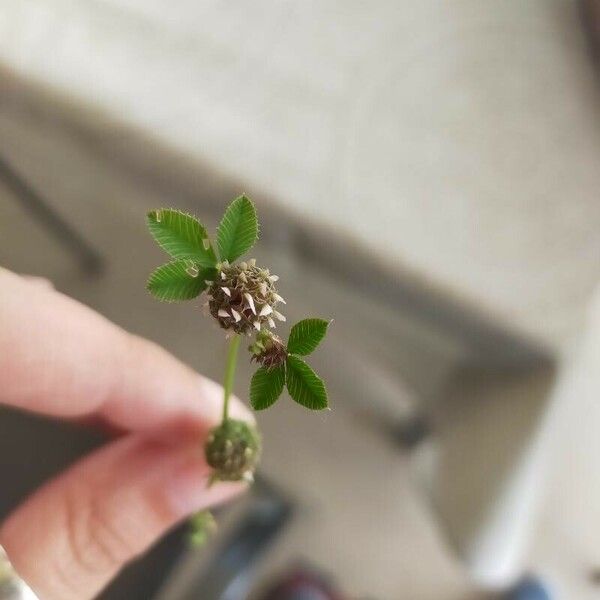 Trifolium glomeratum Hoja