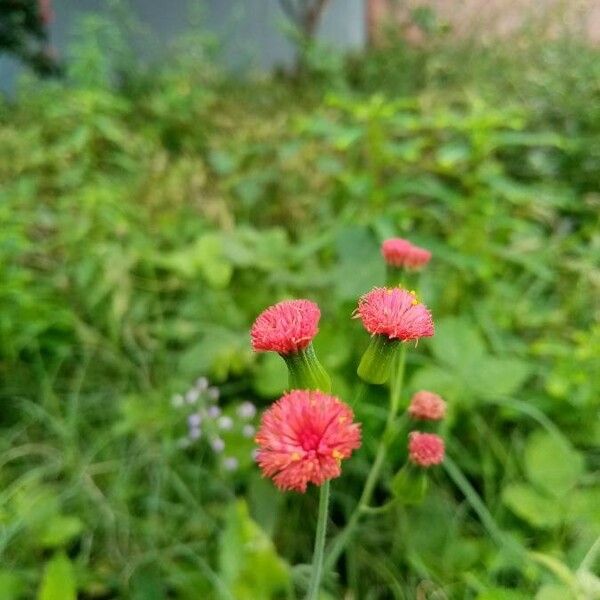 Emilia fosbergii Flower