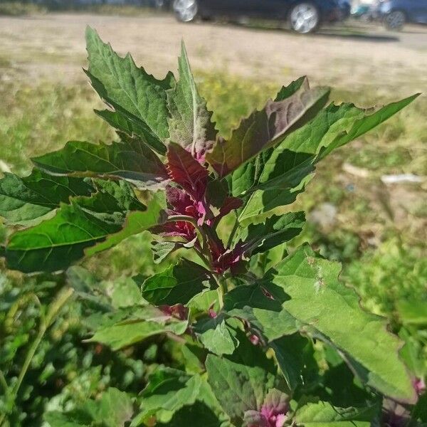 Chenopodium giganteum Habitus