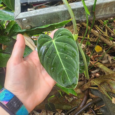 Philodendron gloriosum Fuelha