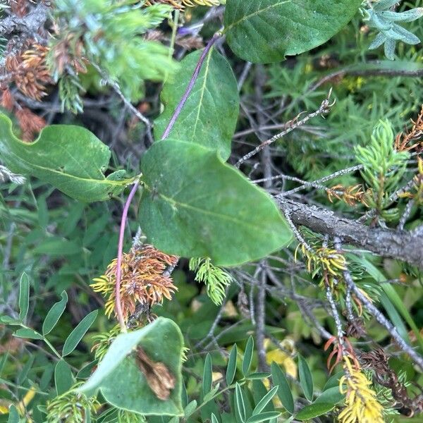 Lonicera dioica Leaf