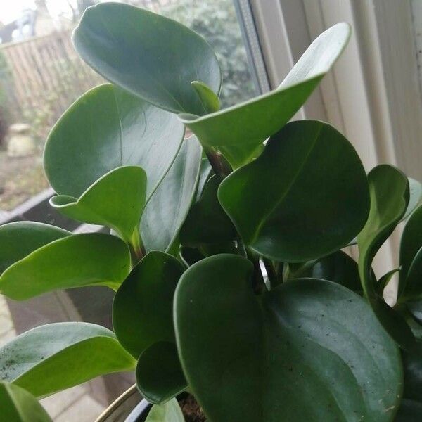 Peperomia magnoliifolia Листок