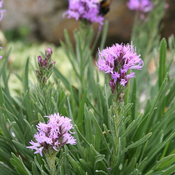 Liatris punctata 花