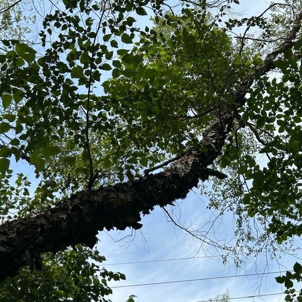 Betula nigra Blad