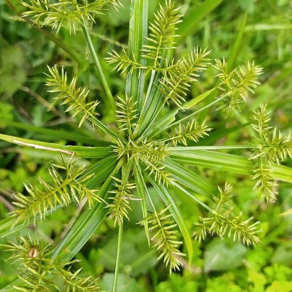 Cyperus hermaphroditus Leaf