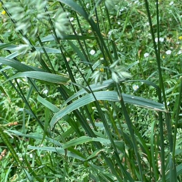 Dactylis glomerata Leaf