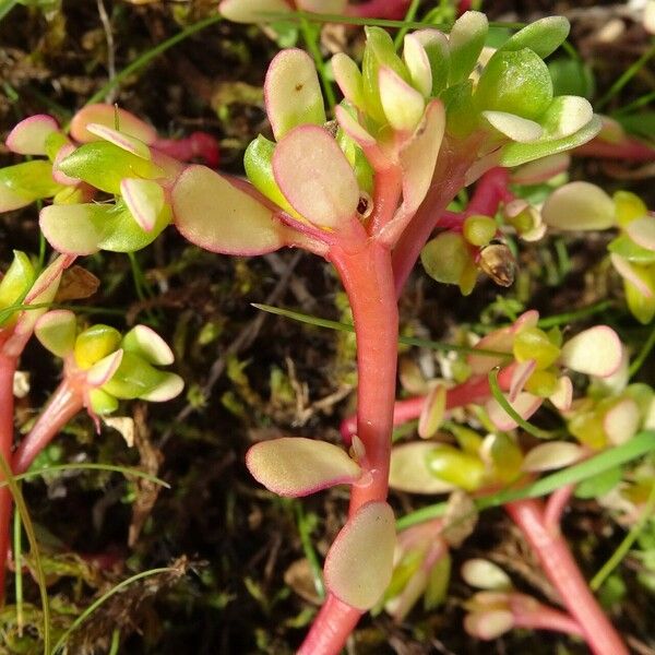 Portulaca oleracea পাতা