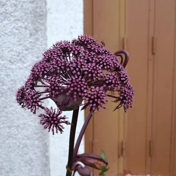 Angelica archangelica Květ