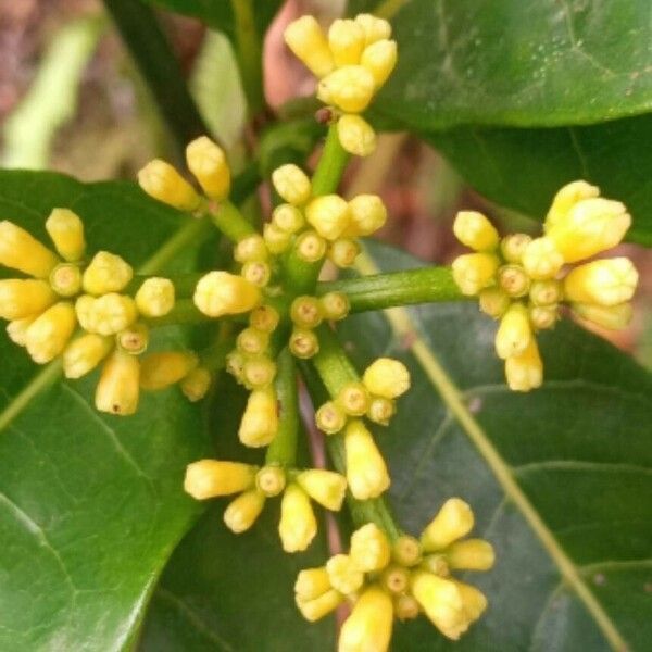 Psychotria capensis Flower