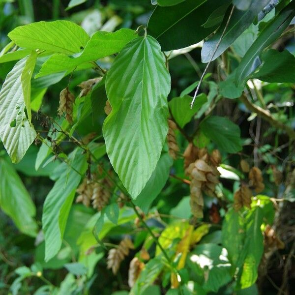 Flemingia strobilifera Fruit