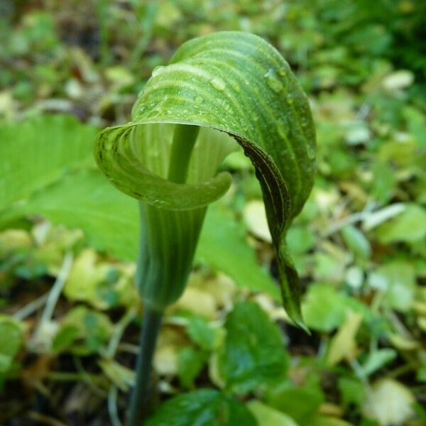 Arisaema triphyllum Květ