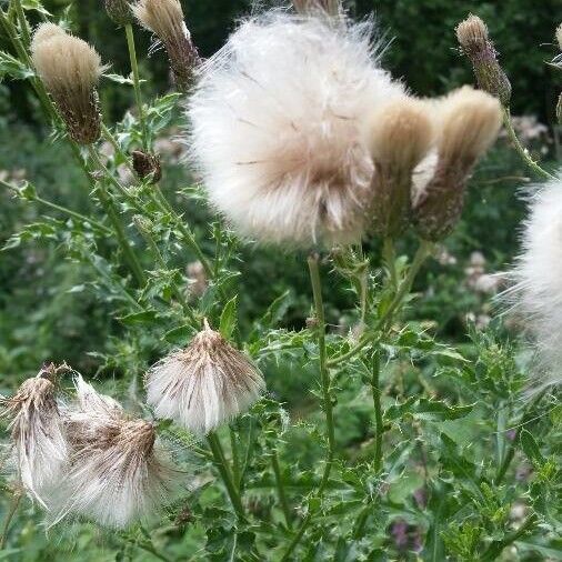 Cirsium arvense Plod